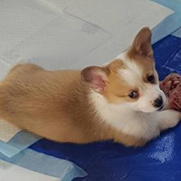 French Bulldog and Pembroke Welsh Corgi Puppies from Top Shelf Corgis