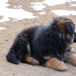 German Shepherd Puppies from Lost Creek German Shepherds LLC