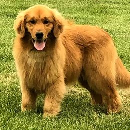 Fergus - Golden Retriever