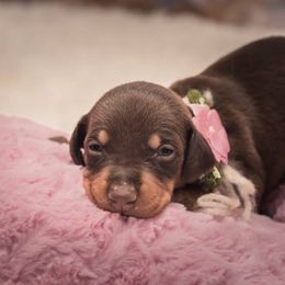 Doberman Pinscher Puppies from Akc Dobermans puppies by Serena