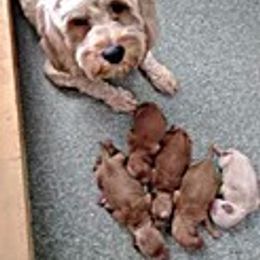 Cockapoo Puppies from Desert Cockapoos
