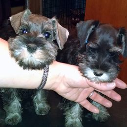 Miniature Schnauzer Puppies from Belle Vista Schnauzers