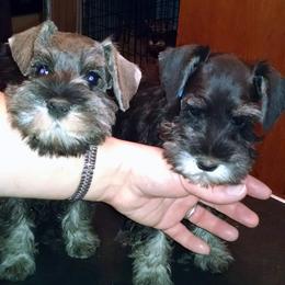 Miniature Schnauzer Puppies from Belle Vista Schnauzers