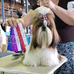 Shih Tzu All Grown Up from Carla Johnson