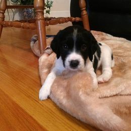 English Springer Spaniel Puppies from Superb Springers