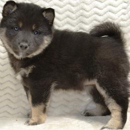 Shiba Inu Puppies from Prairie Shibas