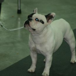 French Bulldog All Grown Up from Suirac French Bulldogs