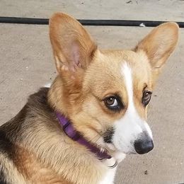 Mia - Pembroke Welsh Corgi