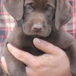 Labrador Retriever Puppies from Triple Creek Kennel