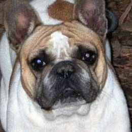 Venus - French Bulldog