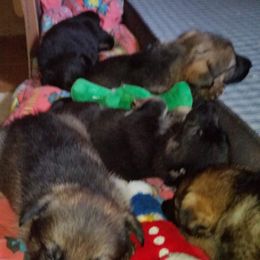 German Shepherd Puppies from von Haus Ulv