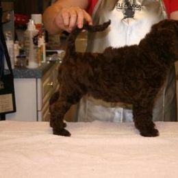 Portuguese Water Dog Puppies from Saltydawg PWDs