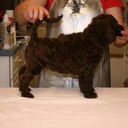 Portuguese Water Dog Puppies from Saltydawg PWDs