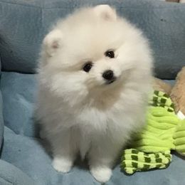 Winter - Pomeranian