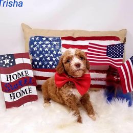 Goldendoodle Puppies from O'Town's Goldendoodles