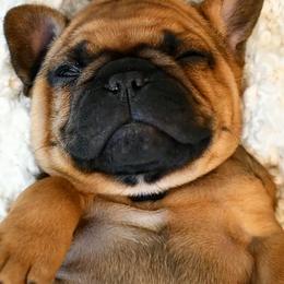 French Bulldog Puppies from Wasatch French Bulldogs