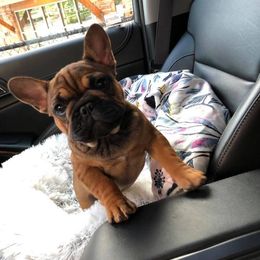 French Bulldog Puppies from North Idaho Frenchies