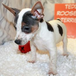 Teddy Roosevelt Terrier Puppies from Aerie Ridge Teddy Roosevelt Terriers