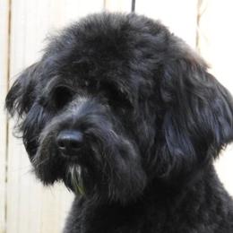Goldendoodle adult dog