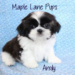 Maple Lane Pups breeder of Shih Tzu