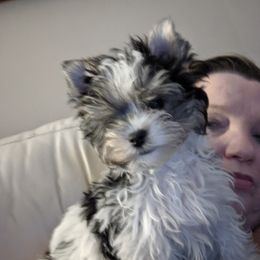 Biewer Terrier Puppies from Imperial BabyDoll Biewers