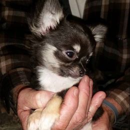 Chihuahua Puppies from True Shot Chihuahuas
