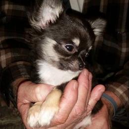 Chihuahua Puppies from True Shot Chihuahuas