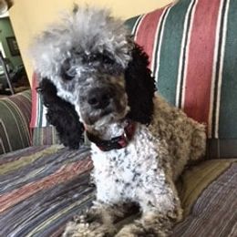Coco - Bernedoodle
