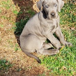 Bernese Mountain Dog and Great Dane Puppies from Stonebrook Gentle Giants