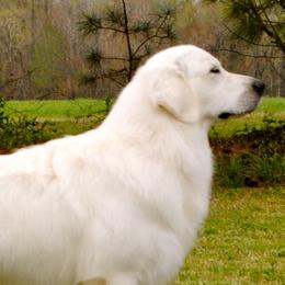 Golden Retriever adult dog