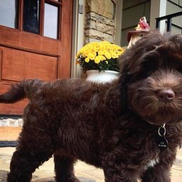 Labradoodle Puppies from Rainbow Row Labradoodles, LLC