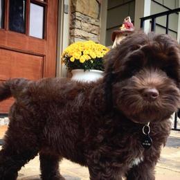 Labradoodle Puppies from Rainbow Row Labradoodles, LLC