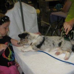 Cardigan Welsh Corgi Puppies from Woodrose Farm