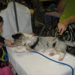 Cardigan Welsh Corgi Puppies from Woodrose Farm