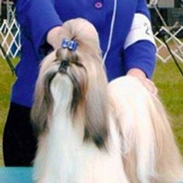 Remi - Shih Tzu