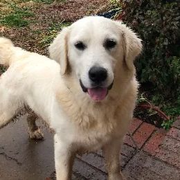 Snow - Golden Retriever