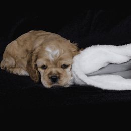 Chole's Cocker Spaniels breeder of Cocker Spaniel