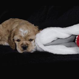 Chole's Cocker Spaniels breeder of Cocker Spaniel