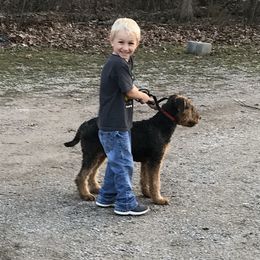 Airedale Terrier Puppies from Airedale Acres