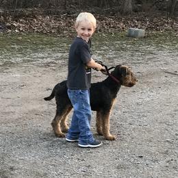 Airedale Terrier Puppies from Airedale Acres