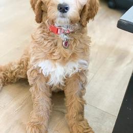 Goldendoodle Puppies from Sunnydoodle Utah