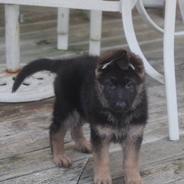 German Shepherd Puppies from Vom Musselman
