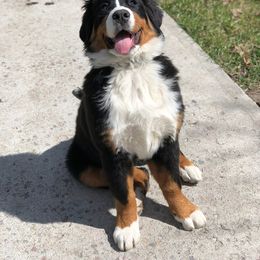 Maggie - Bernedoodle