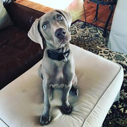 Rhodesian Ridgeback and Weimaraner Puppies from PC Farms
