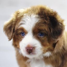 Toy Australian Shepherd Puppies from Double M Toy and Mini Aussies