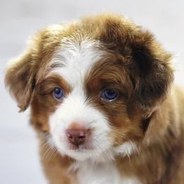 Toy Australian Shepherd Puppies from Double M Toy and Mini Aussies