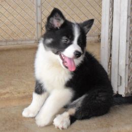 English Cocker Spaniel and Icelandic Sheepdog Puppies from Rocky Bottom