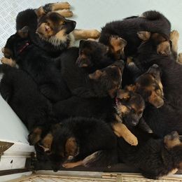 German Shepherd Puppies from Shield Kennels LLC
