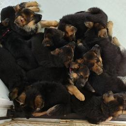 German Shepherd Puppies from Shield Kennels LLC