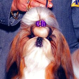 Shih Tzu adult dog